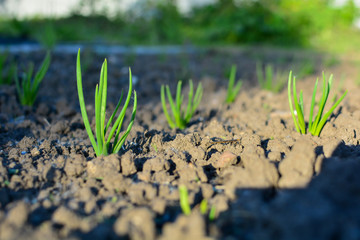 green onion sprouts on a garden bed, concept of spring gardening and new life, closeup view and copy space.