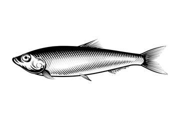 Sprat fish ink illustration. Small fish of herring family vector.