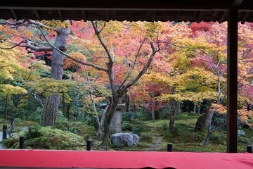 圓光寺の紅葉