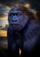 Obraz premium Gorilla.