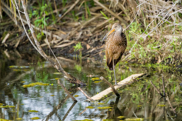 Limpkin in Florida Swamp