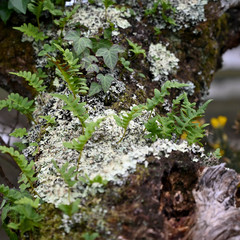 mousses et lichens