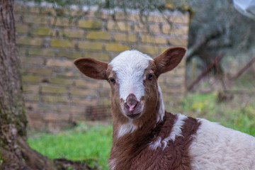 Obraz premium Agnello