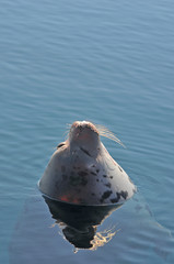 Dead seal floating in the water in Greenland