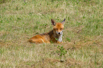 Red fox, Vulpes vulpes, in the meadow, wildife, Germany