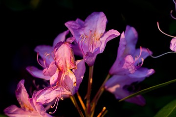 Closeup shot of several purple flowers next to each other in a black background - Powered by Adobe