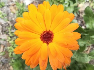 Petite nature : Calendula officinalis  L.