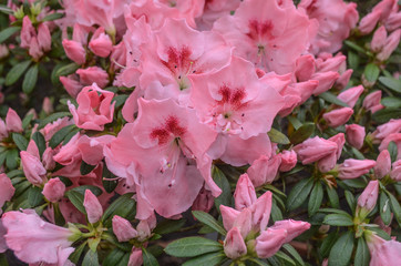 *rosa blühender Busch*