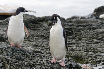 Fototapeta premium Two adelie penguins on beach in Antarctica