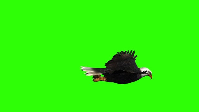 Bald Eagle Side View On A Green Screen