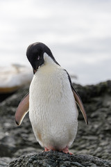 Obraz premium Adelie penguin standing on beach in Antarctica