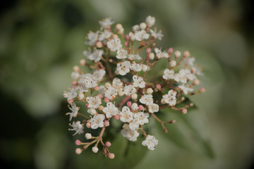 Viburnum Tinus Blütenknospe