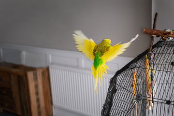 A yellow and green pet  budgerigar parakeet bird flying indoors towards her cage.
