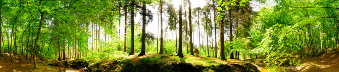 Forest panorama in spring with brook and bright sun shining through the trees