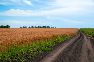 rural landscape with a road and field of ripe wheat in Russia