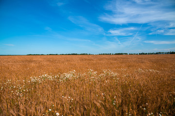 White wild daisies in a ripe wheat field