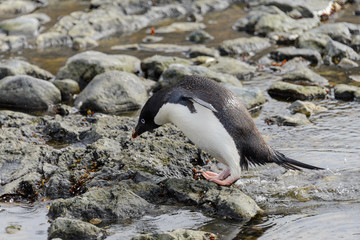 Gentoo penguin going on beach in Antarctica