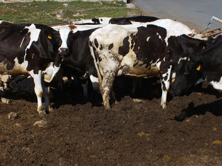 Vacas lecheras