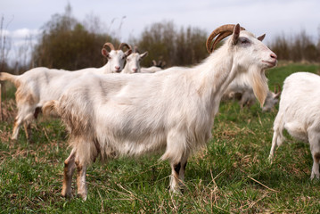 Obraz premium White goat in a field on a paddock.