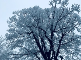 winter baum 1 