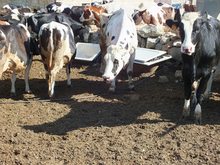Vacas lecheras
