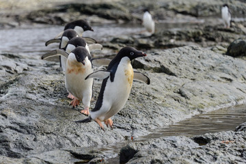 Group of adelie penguins on beach in Antarctica