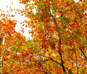 Colourful Autumn Leaves.