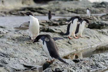 Group of adelie penguins on beach in Antarctica