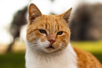 Cute street cat sticks out