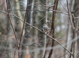 Closeup Of Northern Mockingbird