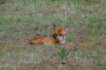 Red fox, Vulpes vulpes, in the meadow, wildife, Germany