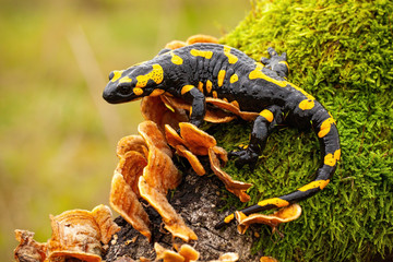 Fototapeta Fire salamander, salamandra salamandra, looking sideways from a moss covered tree in forest. Patterned toxic animal with yellow spots and stripes in natural habitat. obraz