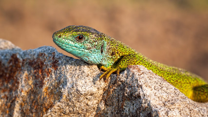 Naklejka na ściany i meble Shy male of European green lizard, lacerta virids, hiding behind a stone at sunset in warm light. Prehistoric animal in natural environment basking in the sun.