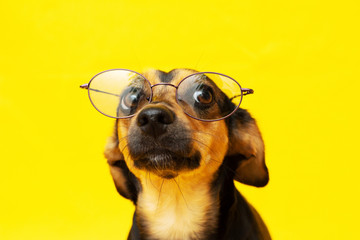 Smart and disciplined dog with glasses on the nose
