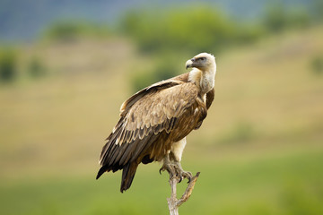 Side view of a griffon vulture, gyps fulvus, sitting and looking behind over shoulder in summer nature. Wild scavenger bird of prey from Accipitridae family on tree.