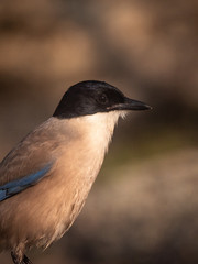 Obraz premium Rabilargo