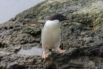 Adelie penguin standing on beach in Antarctica