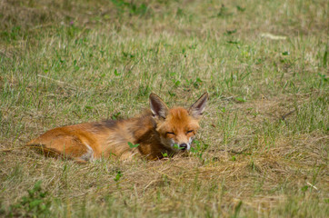 Red fox, Vulpes vulpes, in the meadow, wildife, Germany