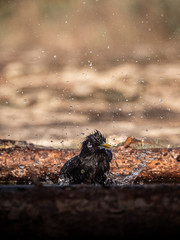 Black starling taking a bath