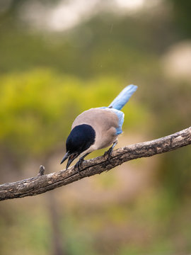 Rabilargo 