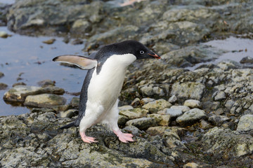 Adelie penguin standing on beach in Antarctica