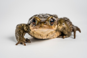 Sapo comun, bufo bufo, sobre fondo blanco