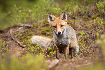 Adult red fox, vulpes vulpes, looking through green vegetation in summer nature. Mammal with orange fur and intense sight staring into camera in wilderness.