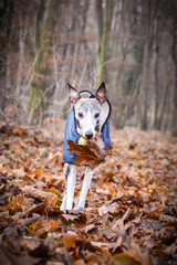 Autumn photoshooting with dog breed whippet in the park. Whippet is running with leave in mouth