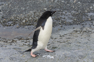 Naklejka premium Adelie penguin going on beach in Antarctica