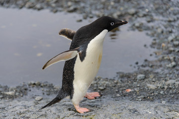 Adelie penguin going on beach in Antarctica