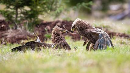 Two adult lesser spotted eagles, clanga pomarina, in a territorial fight with winning bird looking at defeated in summer nature. Wild bird of prey in Tatra mountains, Slovakia, Europe.