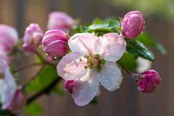 Pink apple flowers and buds with drops of water after rain. Selective focus.