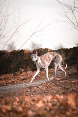 Jung female of whippet is running with ball to us. She is so active dog, she loves ball and plying...