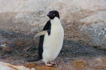 Naklejka premium Adelie penguin going on beach in Antarctica